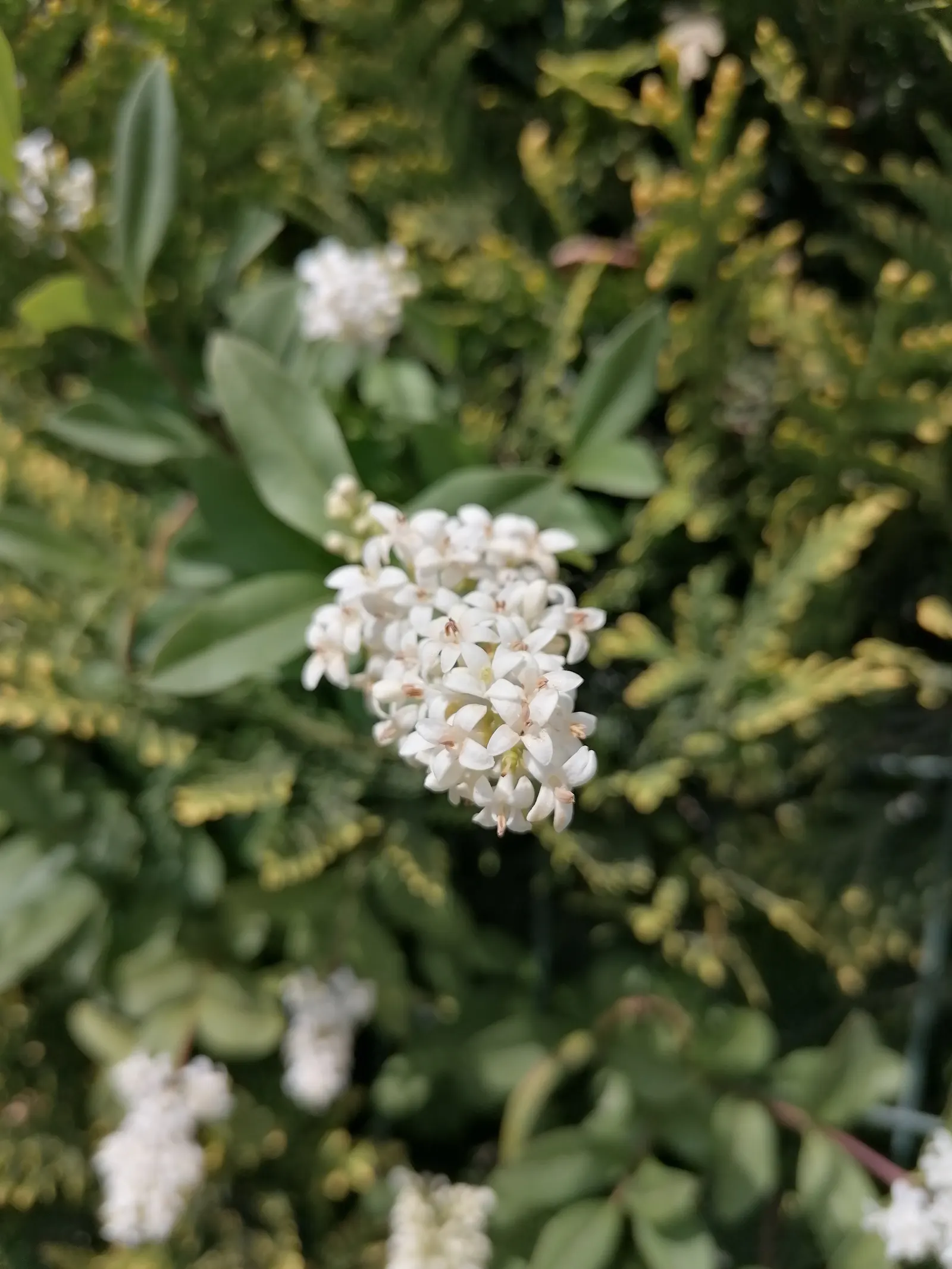 Privet (Ligustrum Vulgare) — Privet (Ligustrum vulgare) is a versatile shrub; while the blackish berries attract wildlife