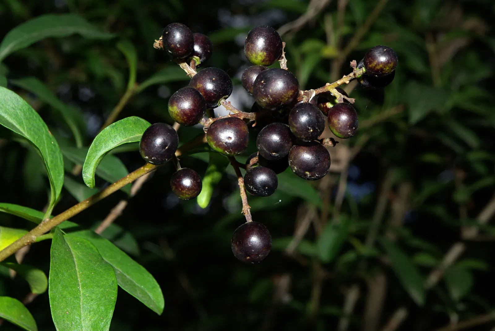 Privet (Ligustrum Vulgare) — showcasing moderate drought tolerance once established; adding an ecological benefit to its ornamental appeal, image 130