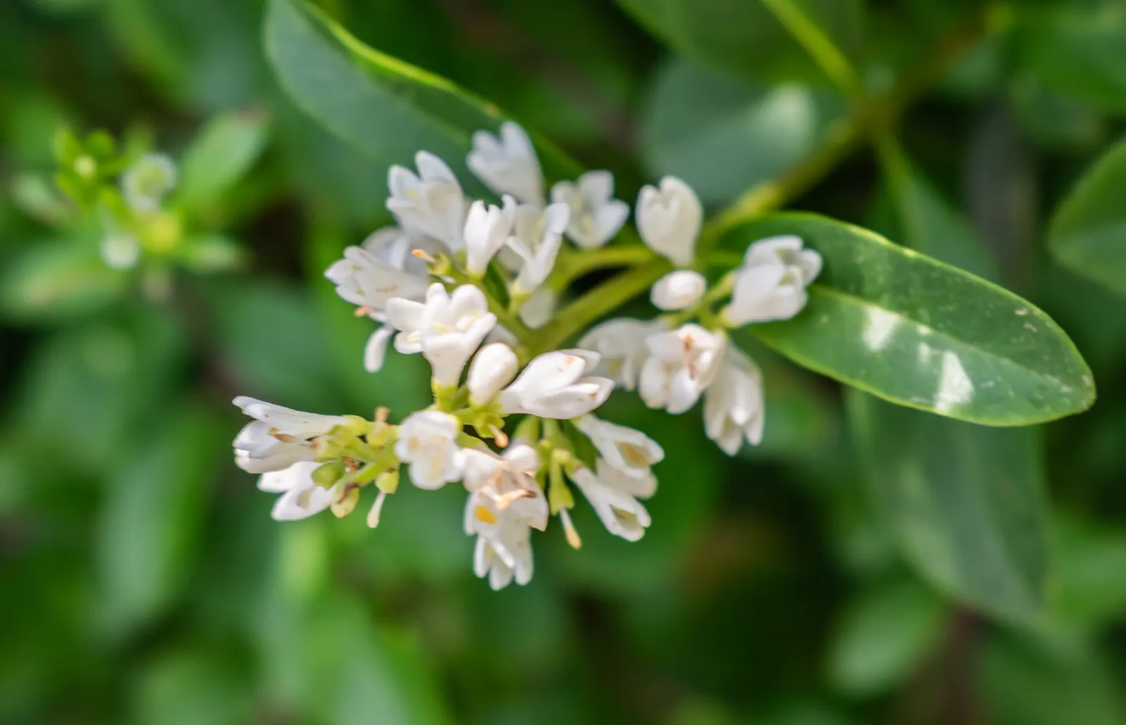 Privet (Ligustrum Vulgare) — enhancing the neat appearance that makes the Privet a staple in structured garden designs; oval leaves and clusters of fragrant