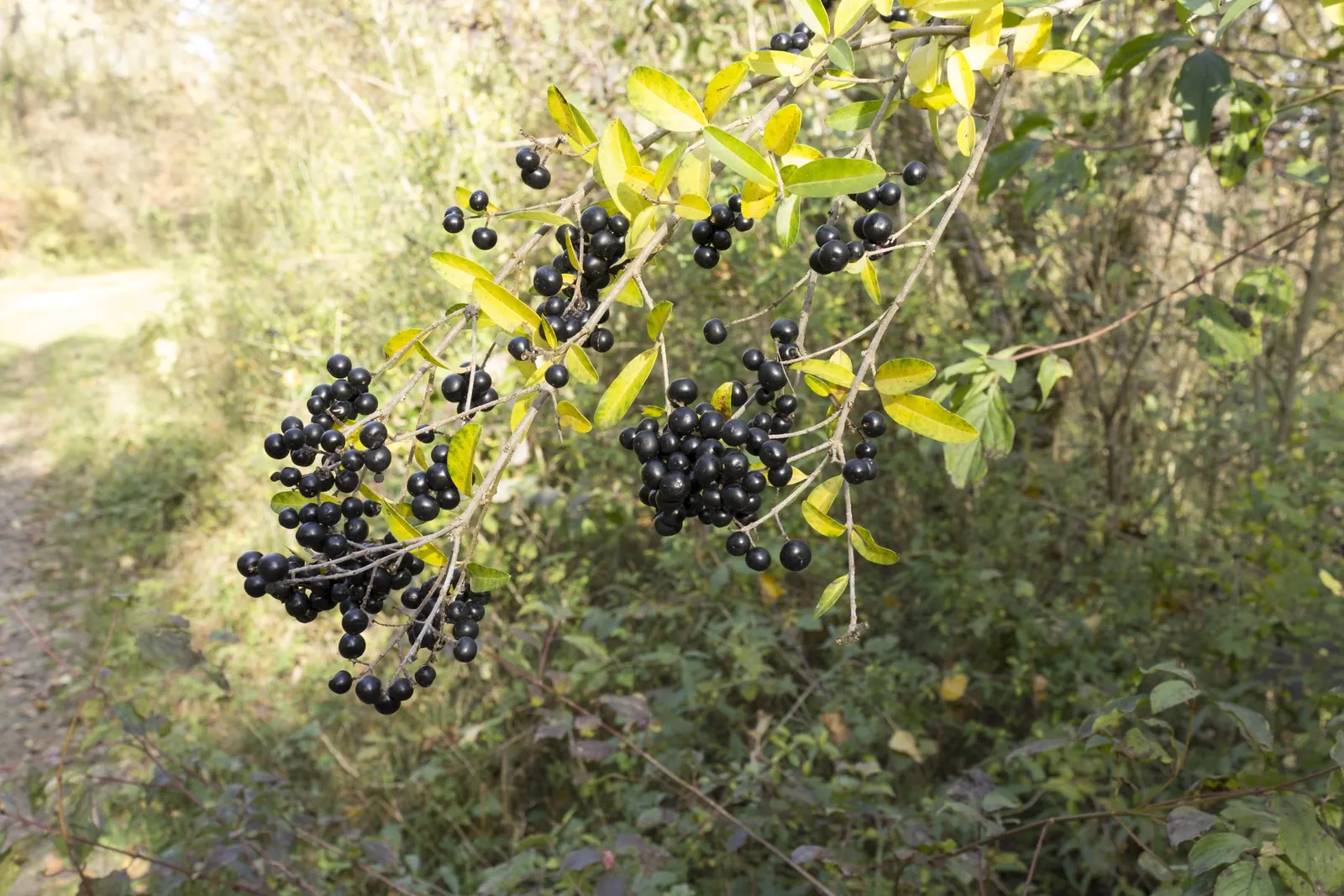 Privet (Ligustrum Vulgare) — while the blackish berries attract wildlife; white flowers in the garden, image 139