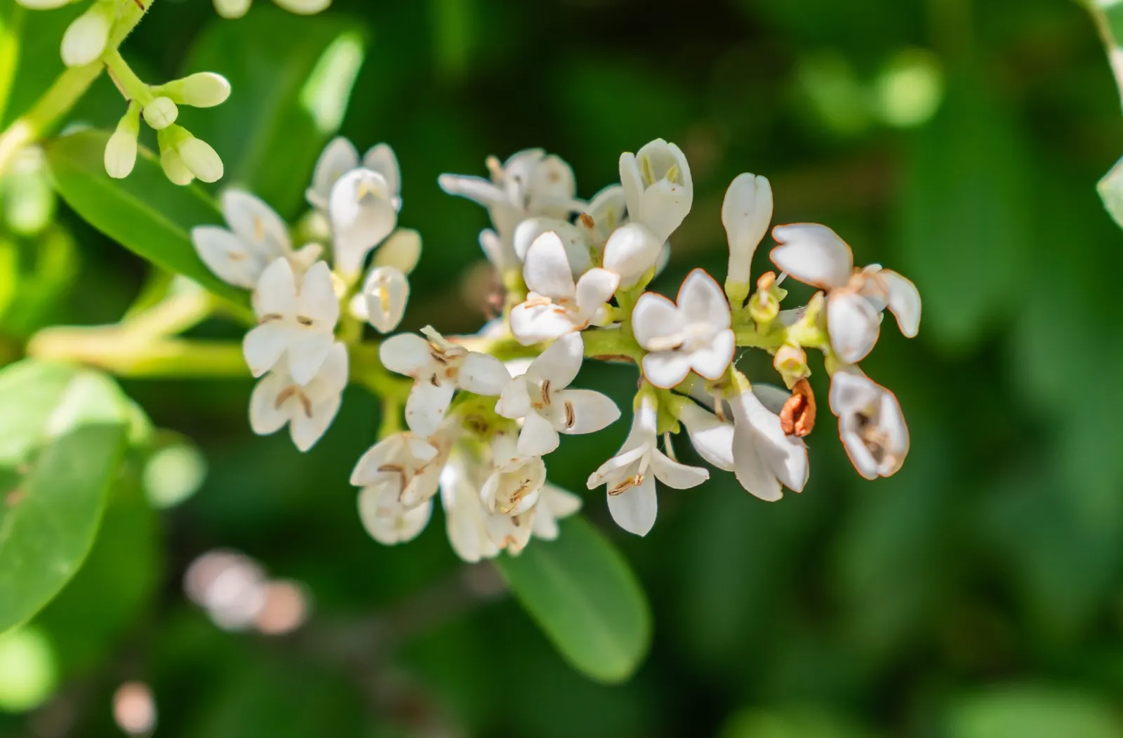 Privet (Ligustrum Vulgare) — have the potential to attract pollinators; they prefer well-drained soils and full sun to partial shade