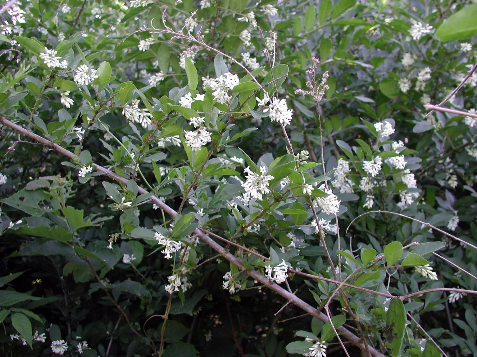 Privet (Ligustrum Vulgare) — Regular pruning is recommended to maintain desired shape and size, image 77
