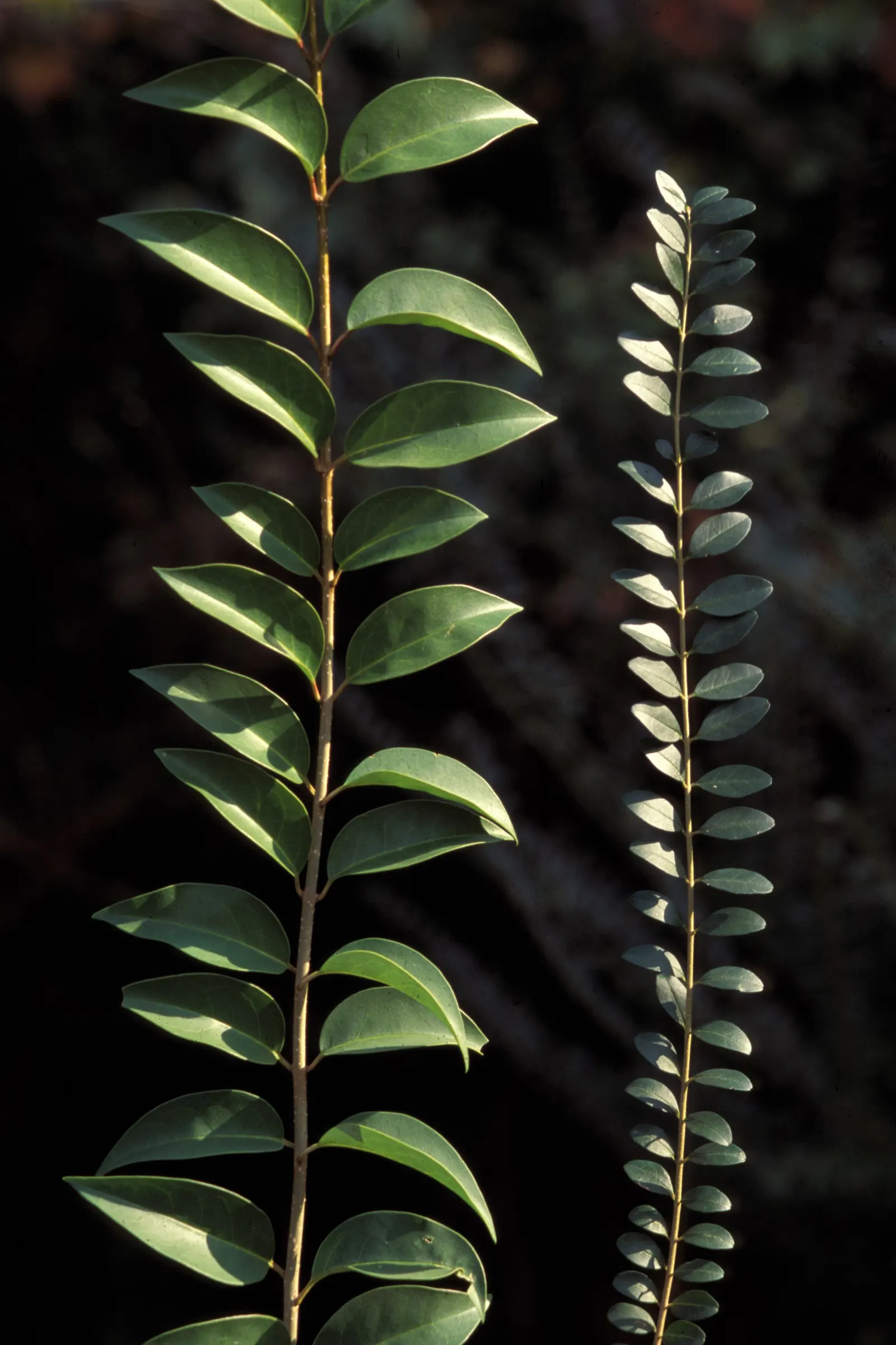 Privet (Ligustrum Vulgare) — This semi-evergreen species thrives in USDA hardiness zones 5 through 8; shrub / tree with white blooms, image 170