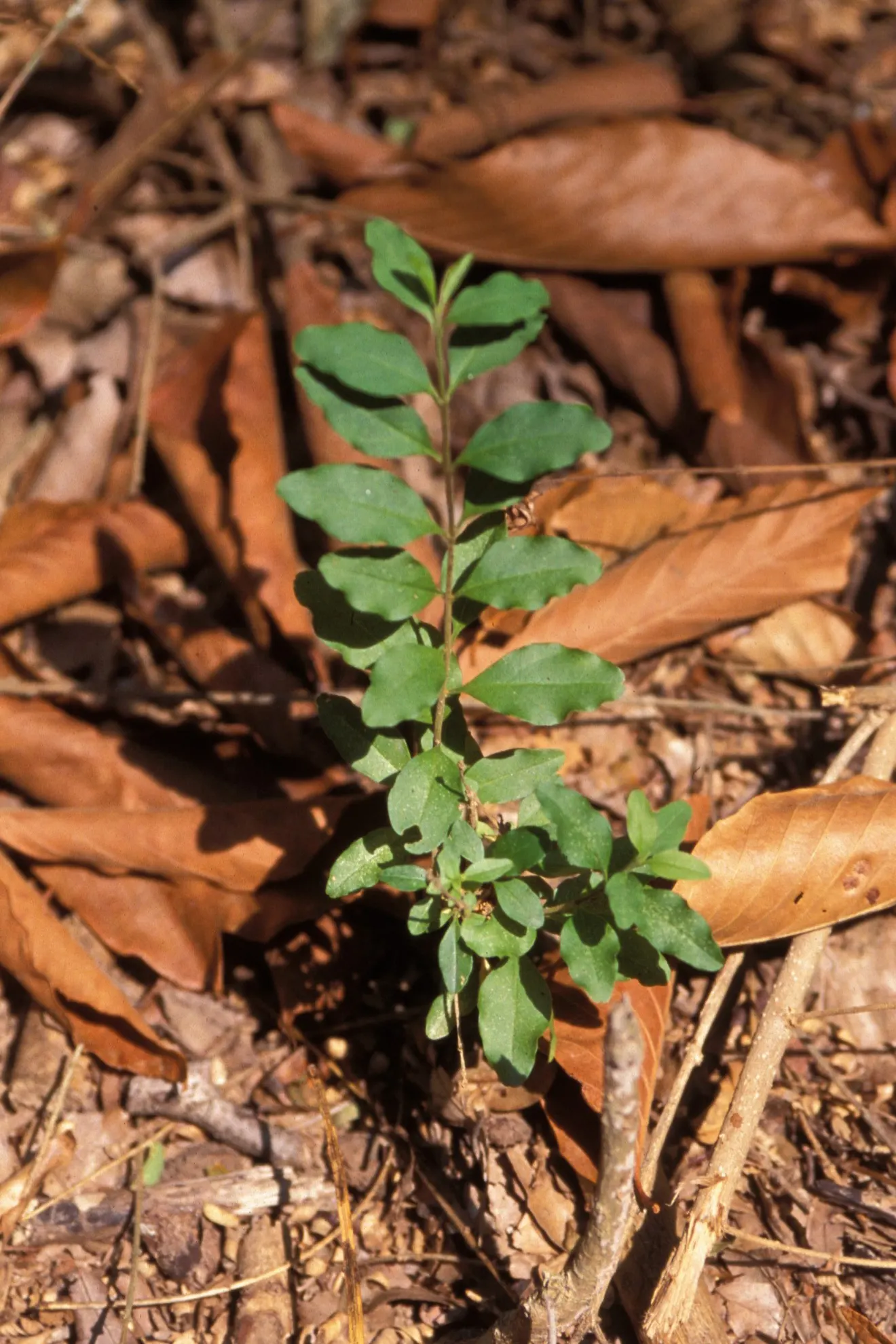 Privet (Ligustrum Vulgare) — Note: its vigorous nature may require regular pruning to maintain shape; measuring 1 to 2.5 inches in length, image 141