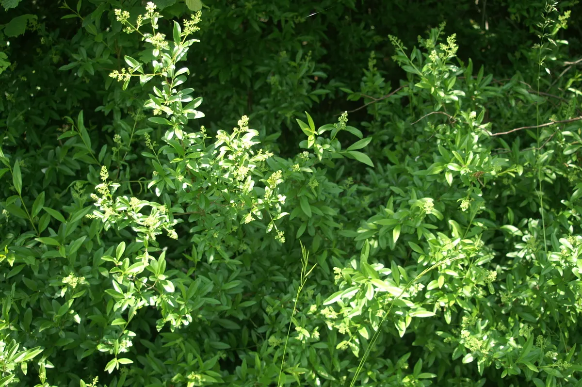 Privet (Ligustrum Vulgare) — measuring 1 to 2.5 inches in length; shrub / tree for full, image 120
