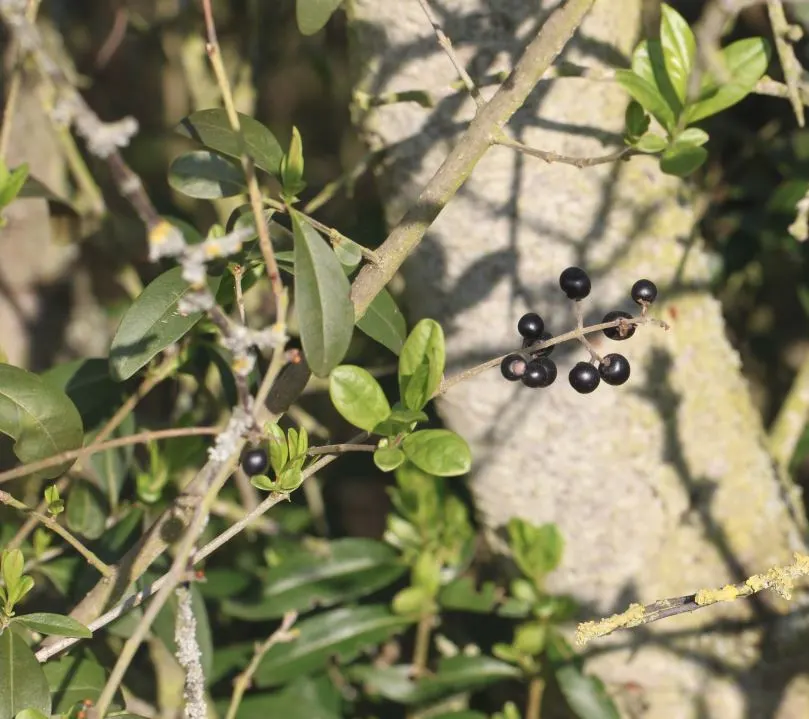 Privet (Ligustrum Vulgare) — reaching about 0.25 inches across, image 176