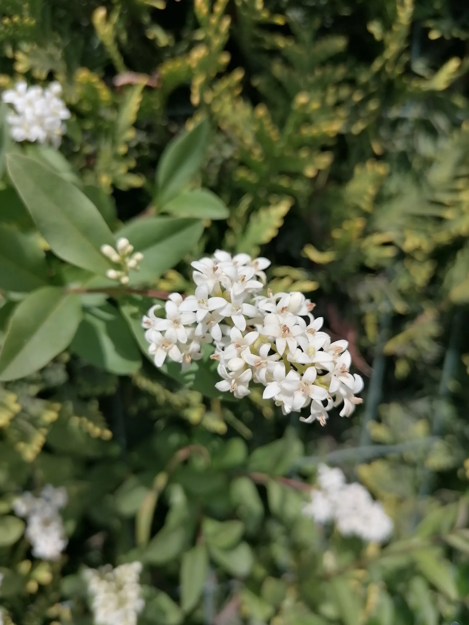 Privet (Ligustrum Vulgare) — Mature privets typically reach heights of 12 to 15 feet