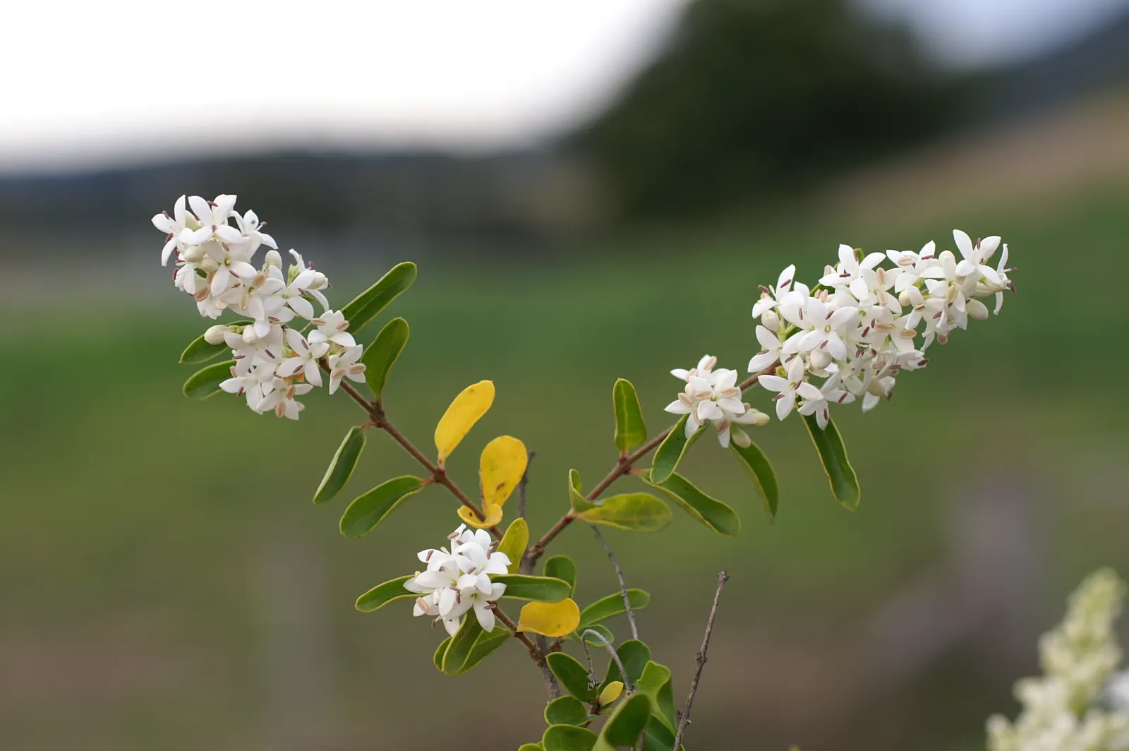 Privet (Ligustrum Vulgare) — Adaptable to various soil types, it excels as a hedge or privacy screen, image 86