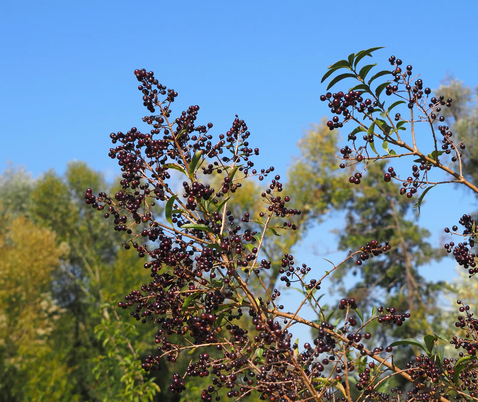 Privet (Ligustrum Vulgare) — shrub / tree for full; enhancing the neat appearance that makes the Privet a staple in structured garden designs, image 162