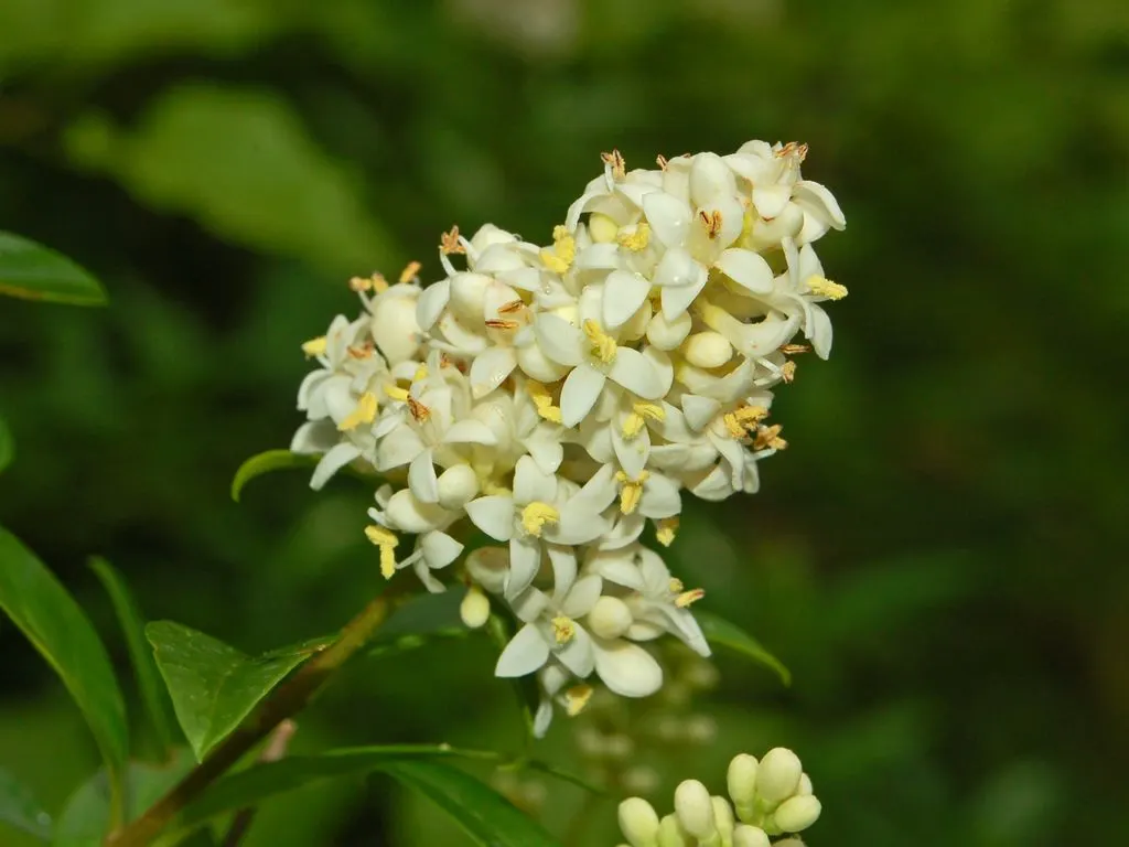 Privet (Ligustrum Vulgare) — oval leaves and clusters of fragrant white flowers in late spring are aesthetically pleasing; small black berries, image 165