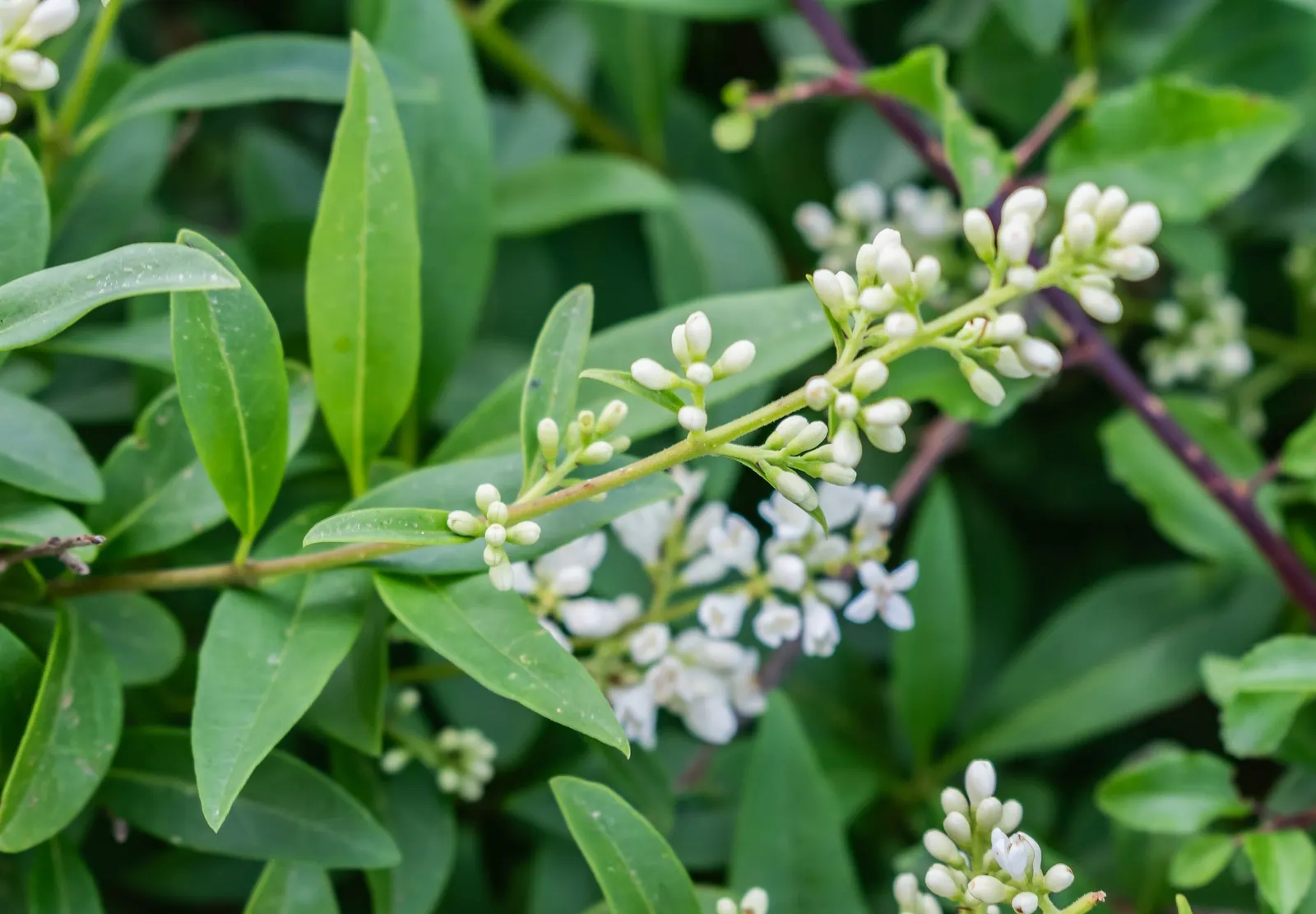 Privet (Ligustrum Vulgare) — Note: its vigorous nature may require regular pruning to maintain shape