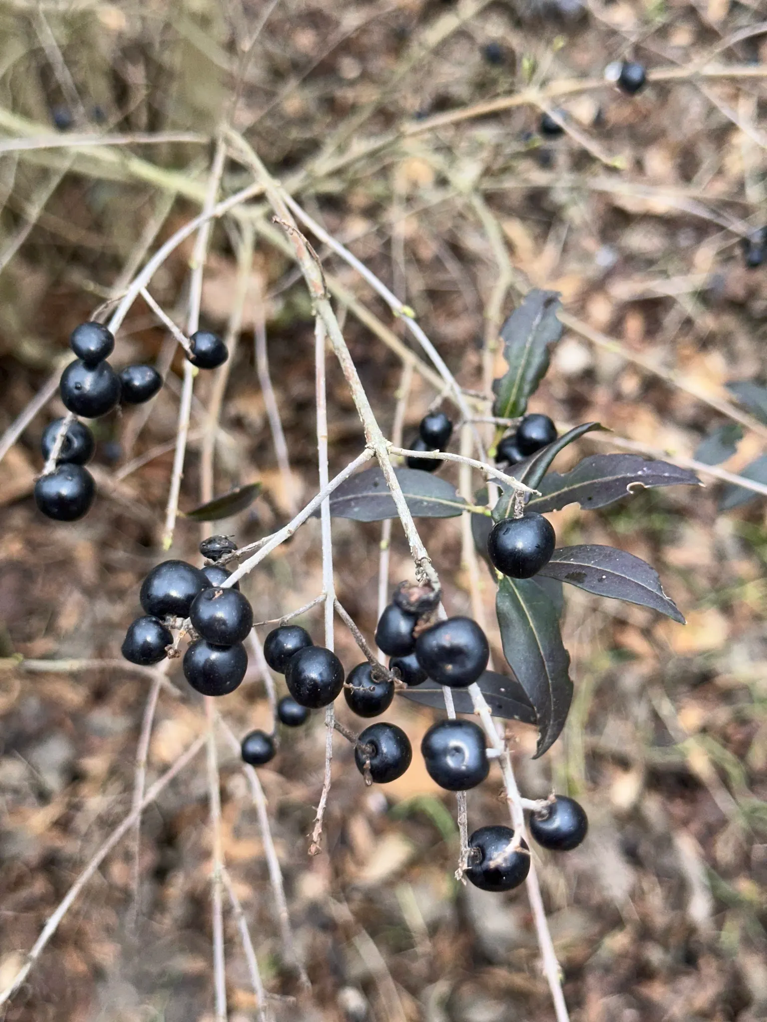 Privet (Ligustrum Vulgare) — enhancing the neat appearance that makes the Privet a staple in structured garden designs