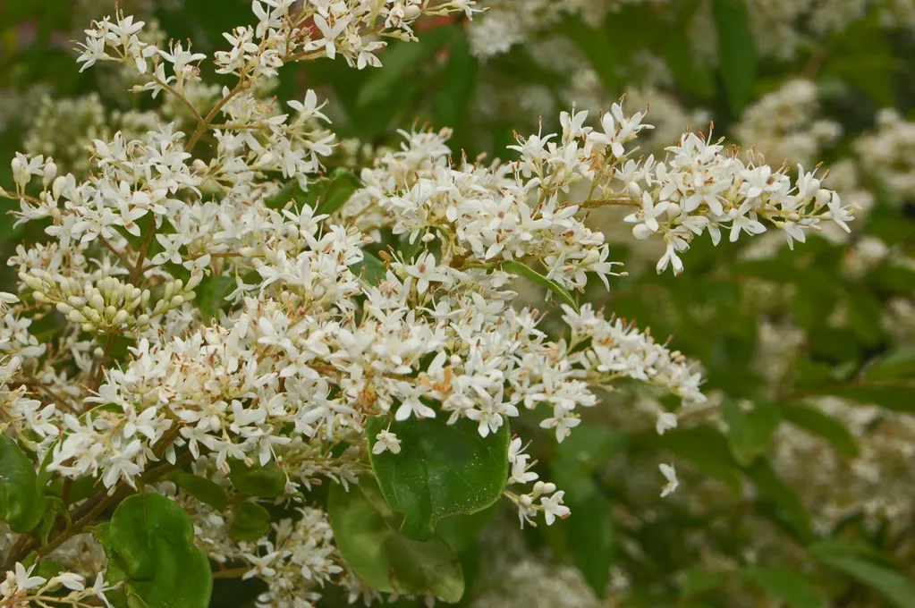 Privet (Ligustrum Vulgare) — oval leaves and clusters of fragrant white flowers in late spring are aesthetically pleasing; small black berries, image 57