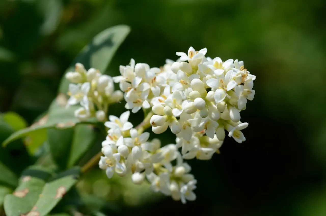 Privet (Ligustrum Vulgare) — They prefer well-drained soils and full sun to partial shade; ensuring resilience in a range of climates, image 75