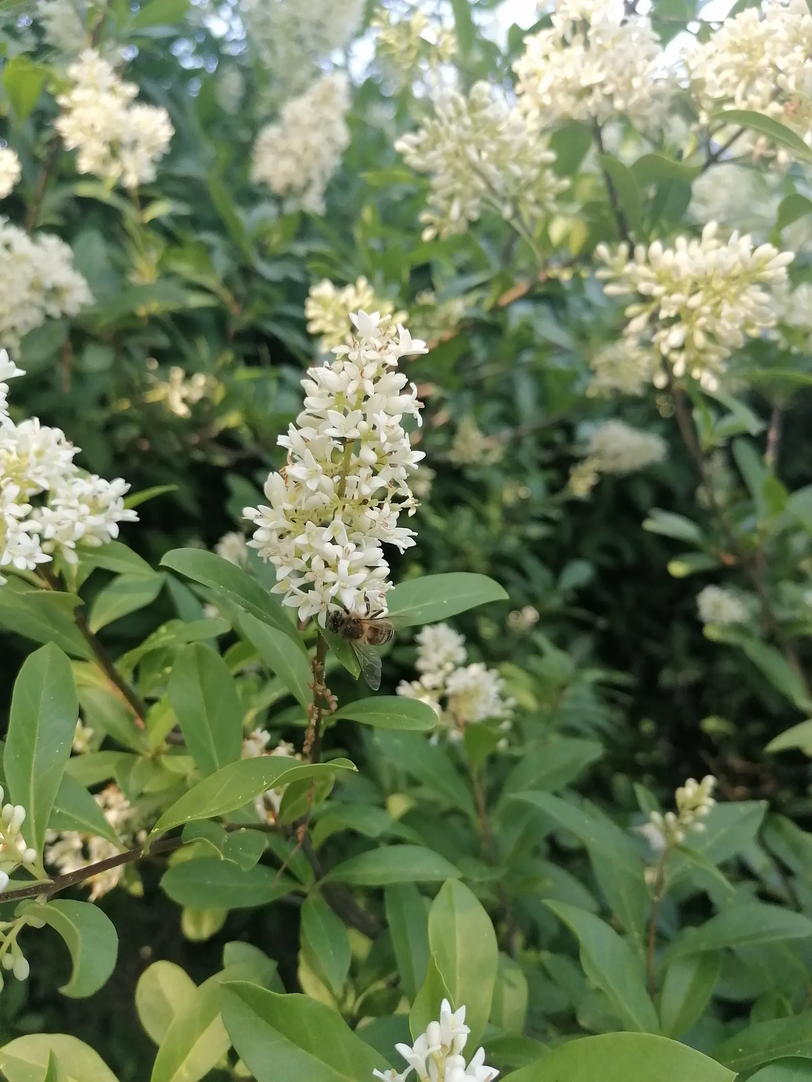 Privet (Ligustrum Vulgare) — measuring 1 to 2.5 inches in length; shrub / tree for full, image 66