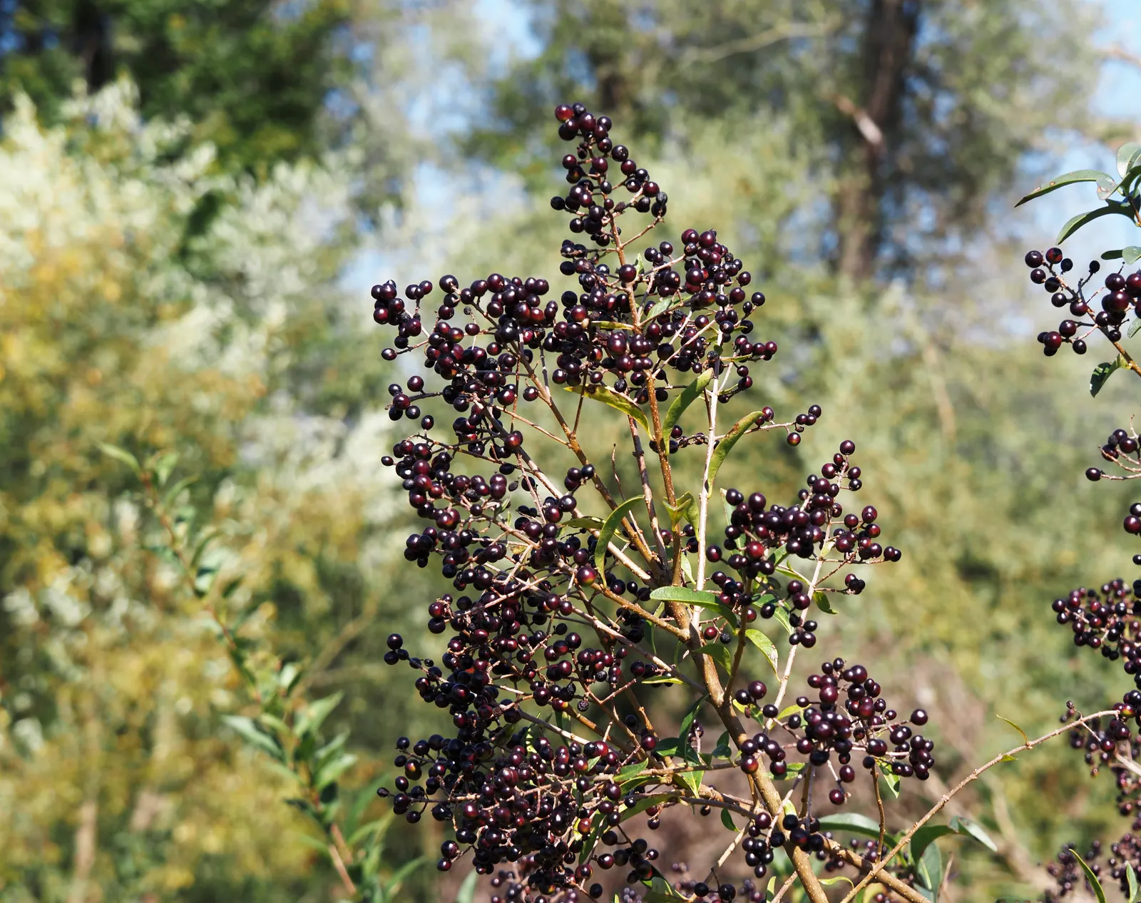 Privet (Ligustrum Vulgare) — Mature privets typically reach heights of 12 to 15 feet; which starkly contrast the creamy-white flowers that blossom, image 145