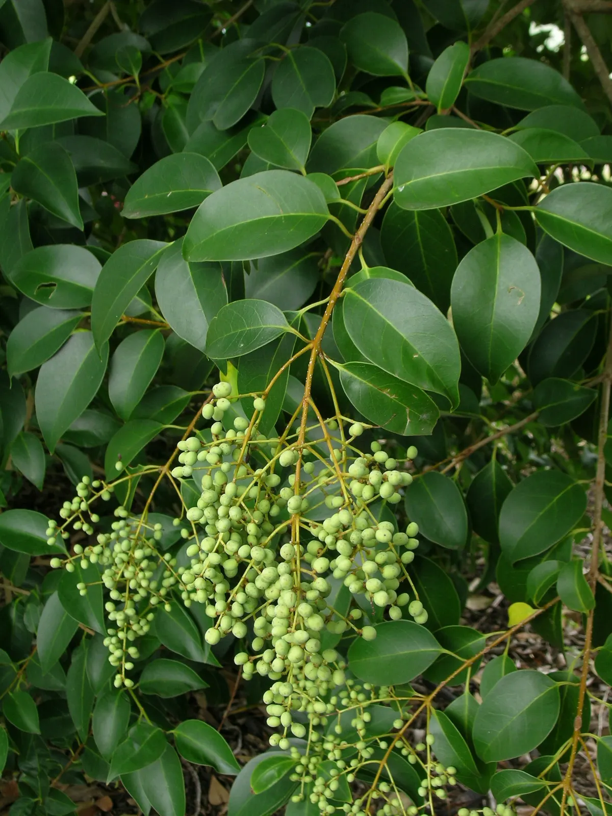 Privet (Ligustrum Vulgare) — scientifically known as Ligustrum vulgare; making them ideal for quick establishment in new gardens, image 115