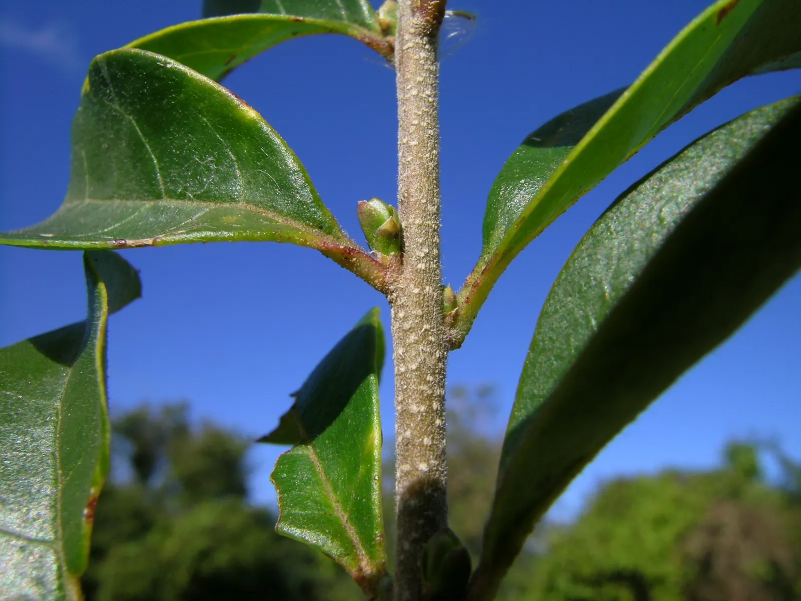 Privet (Ligustrum Vulgare) — small black berries emerge; have the potential to attract pollinators, image 99