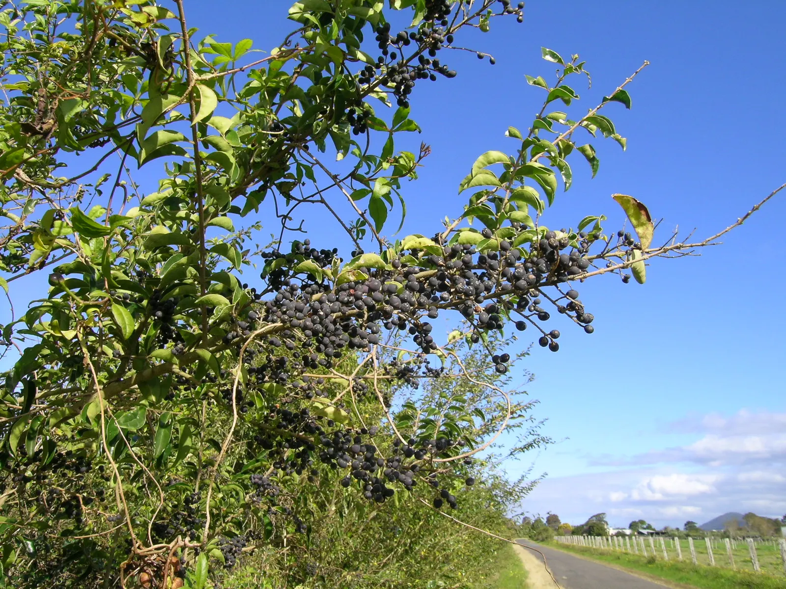 Privet (Ligustrum Vulgare) — shrub / tree for full; enhancing the neat appearance that makes the Privet a staple in structured garden designs