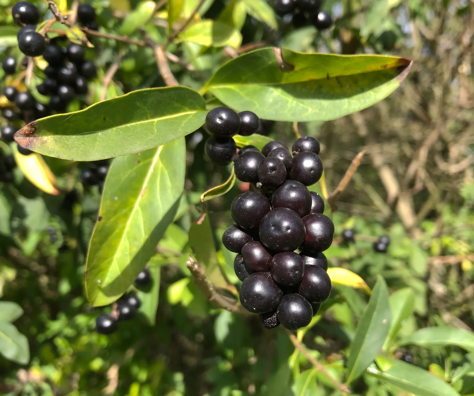 Privet (Ligustrum Vulgare) — They prefer well-drained soils and full sun to partial shade; ensuring resilience in a range of climates, image 102
