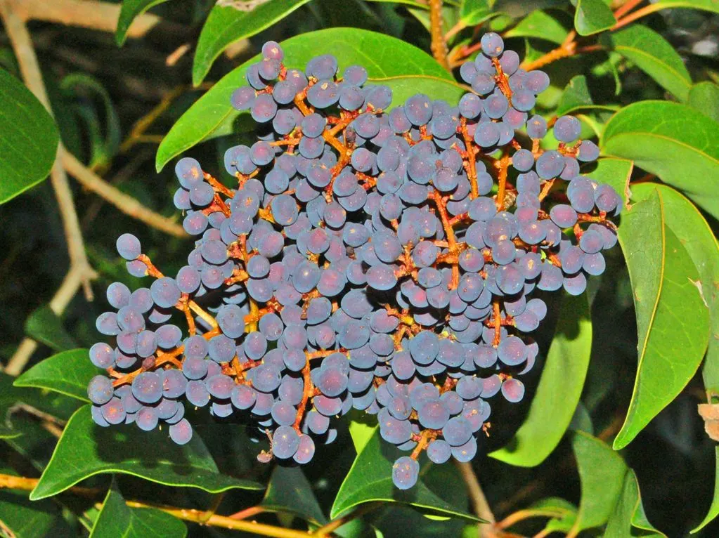 Privet (Ligustrum Vulgare) — reaching about 0.25 inches across, image 122