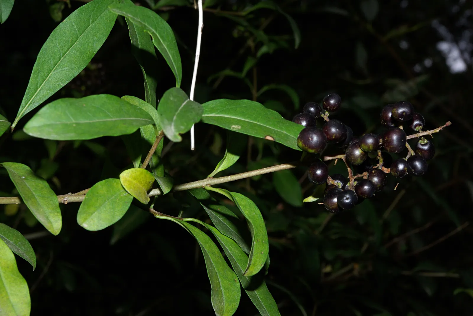 Privet (Ligustrum Vulgare) — while the blackish berries attract wildlife; white flowers in the garden, image 112