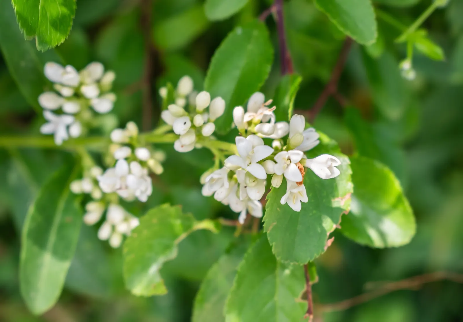 Privet (Ligustrum Vulgare) — making them ideal for quick establishment in new gardens; showcasing moderate drought tolerance once established, image 154