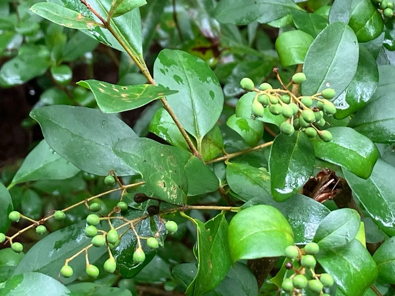 Privet (Ligustrum Vulgare) — This semi-evergreen species thrives in USDA hardiness zones 5 through 8; shrub / tree with white blooms, image 89