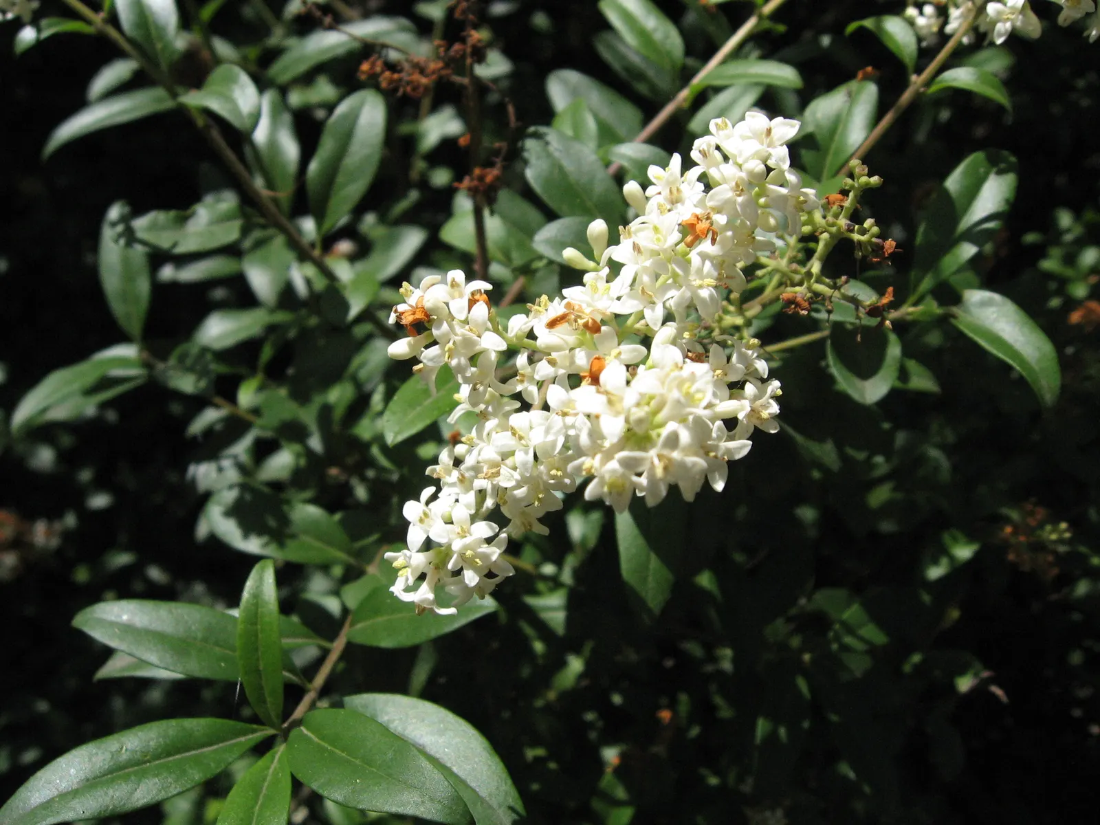Privet (Ligustrum Vulgare) — white flowers in the garden
