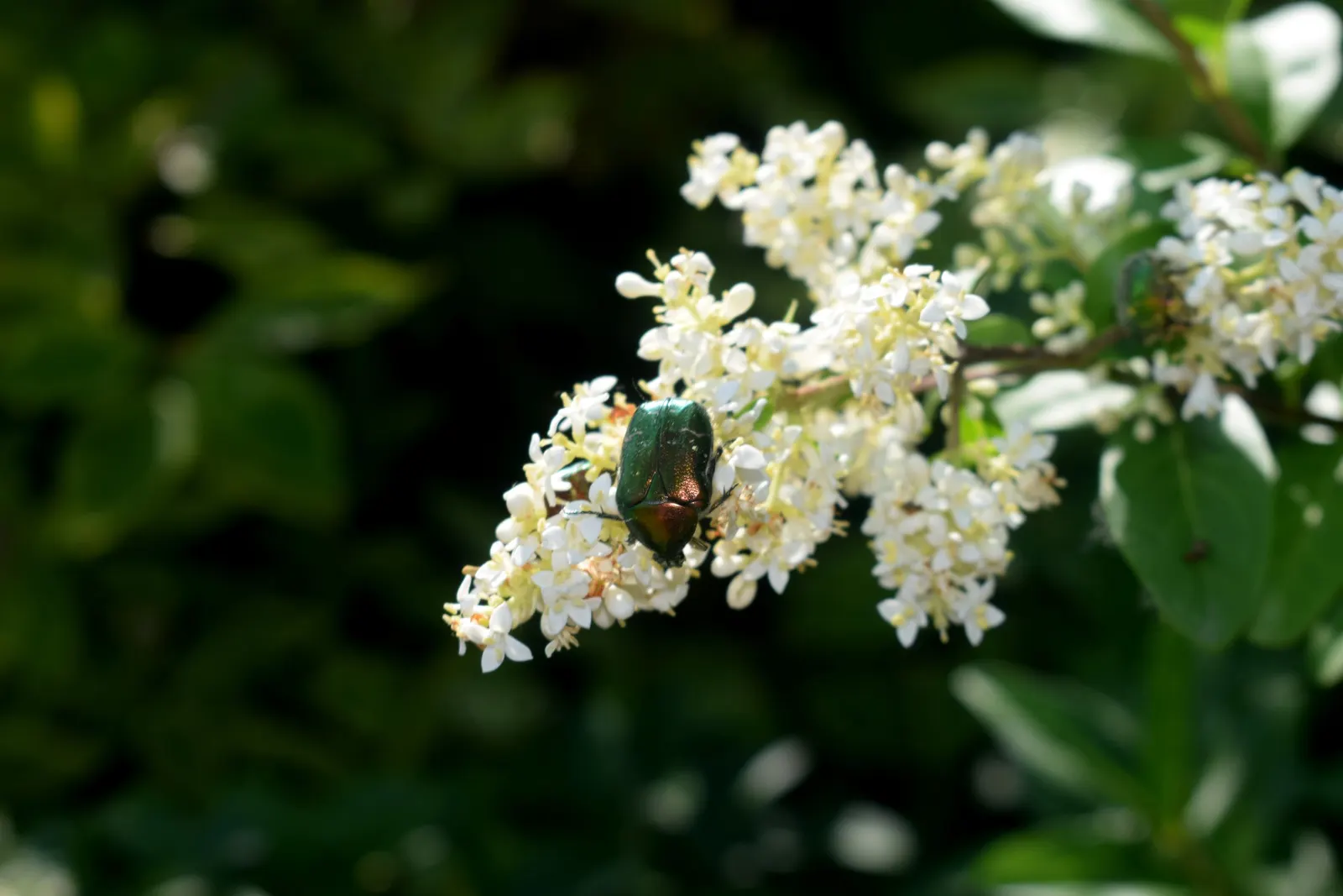 Privet (Ligustrum Vulgare) — This semi-evergreen species thrives in USDA hardiness zones 5 through 8; shrub / tree with white blooms