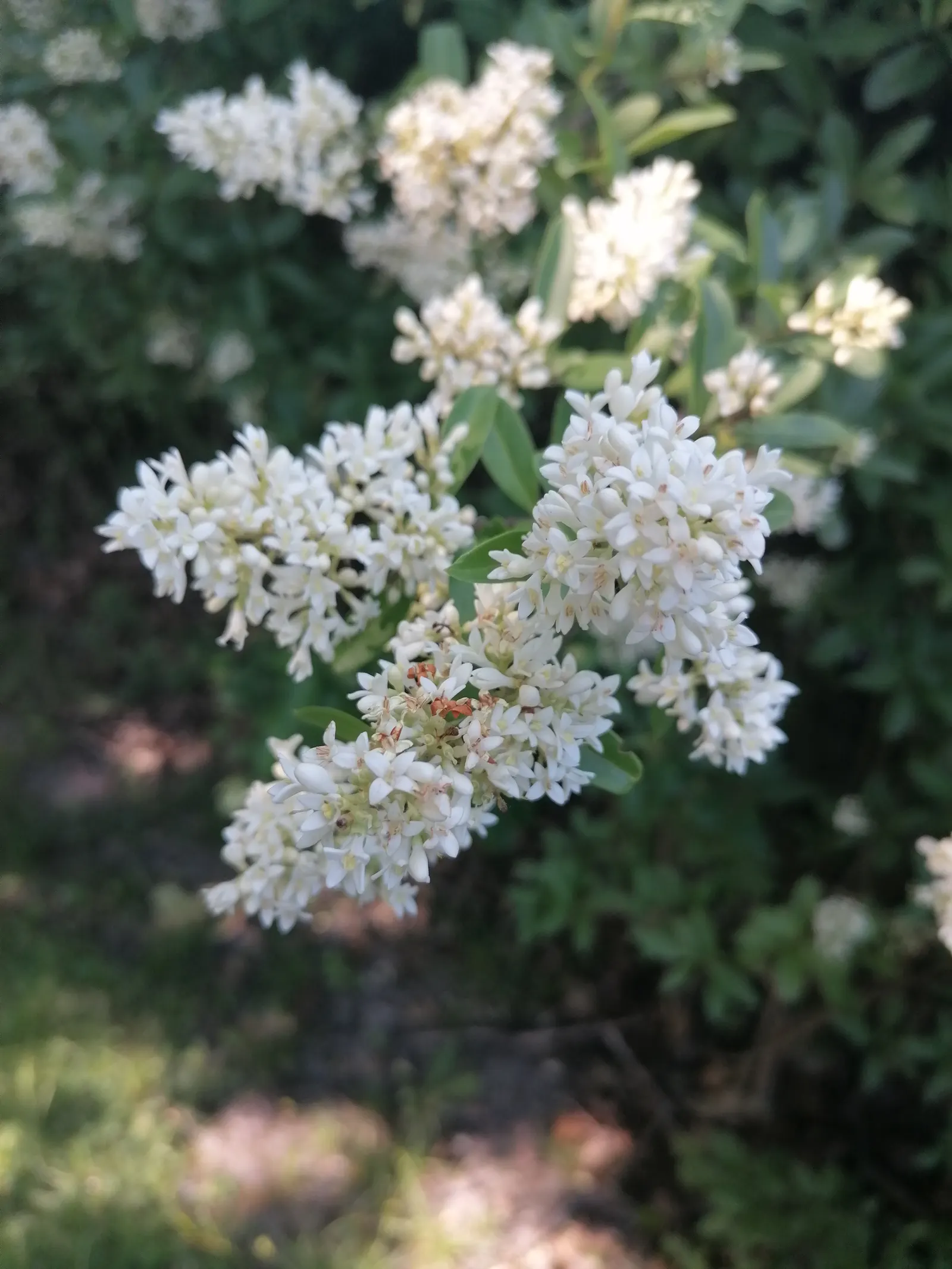 Privet (Ligustrum Vulgare) — This semi-evergreen species thrives in USDA hardiness zones 5 through 8; shrub / tree with white blooms, image 62
