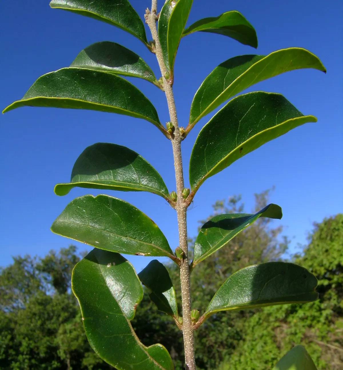 Privet (Ligustrum Vulgare) — They prefer well-drained soils and full sun to partial shade