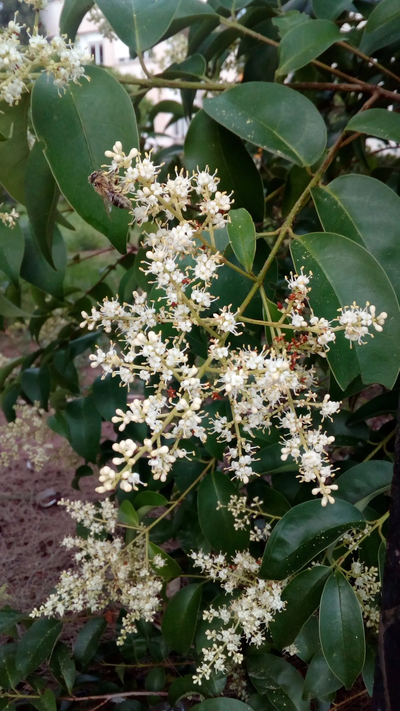 Privet (Ligustrum Vulgare) — shrub / tree for full; enhancing the neat appearance that makes the Privet a staple in structured garden designs, image 135