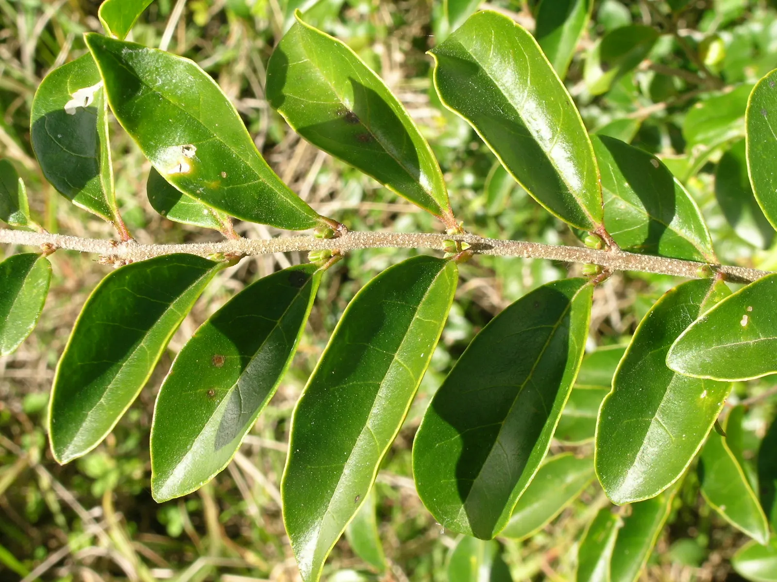 Privet (Ligustrum Vulgare) — enhancing the neat appearance that makes the Privet a staple in structured garden designs; oval leaves and clusters of, image 78