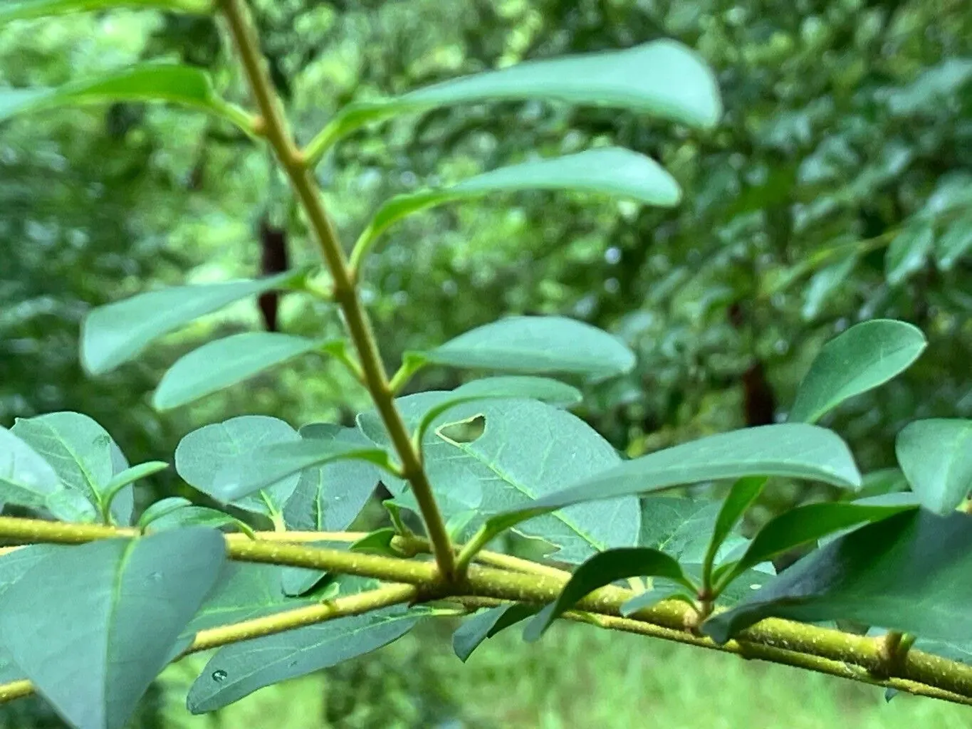 Privet (Ligustrum Vulgare) — white flowers in the garden; mature privets typically reach heights of 12 to 15 feet, image 133