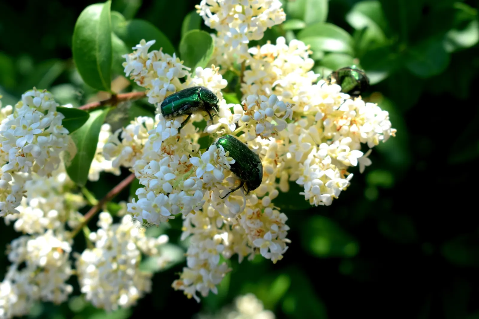 Privet (Ligustrum Vulgare) — white flowers in the garden; mature privets typically reach heights of 12 to 15 feet