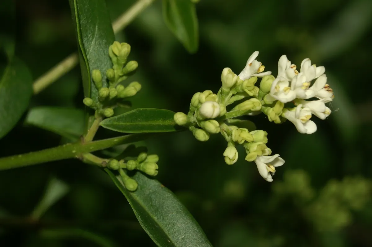 Privet (Ligustrum Vulgare) — white flowers in the garden; mature privets typically reach heights of 12 to 15 feet, image 79