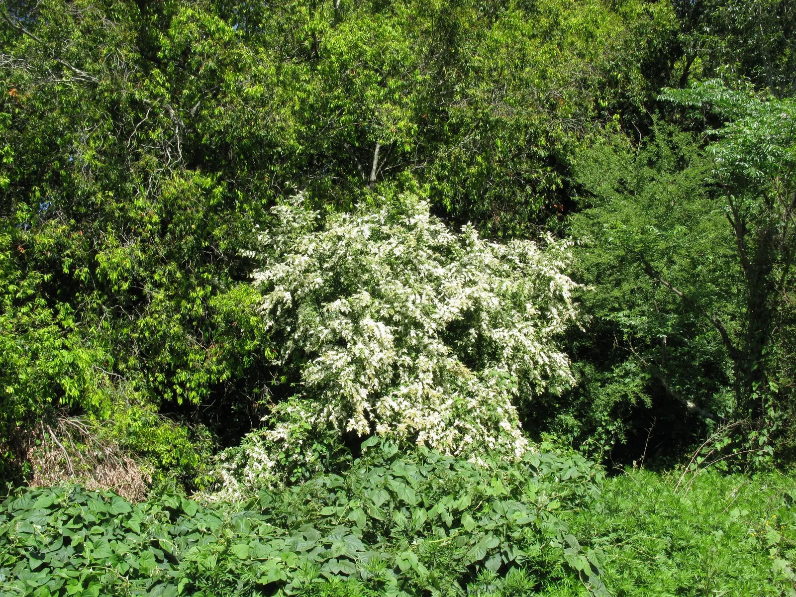 Privet (Ligustrum Vulgare) — measuring 1 to 2.5 inches in length