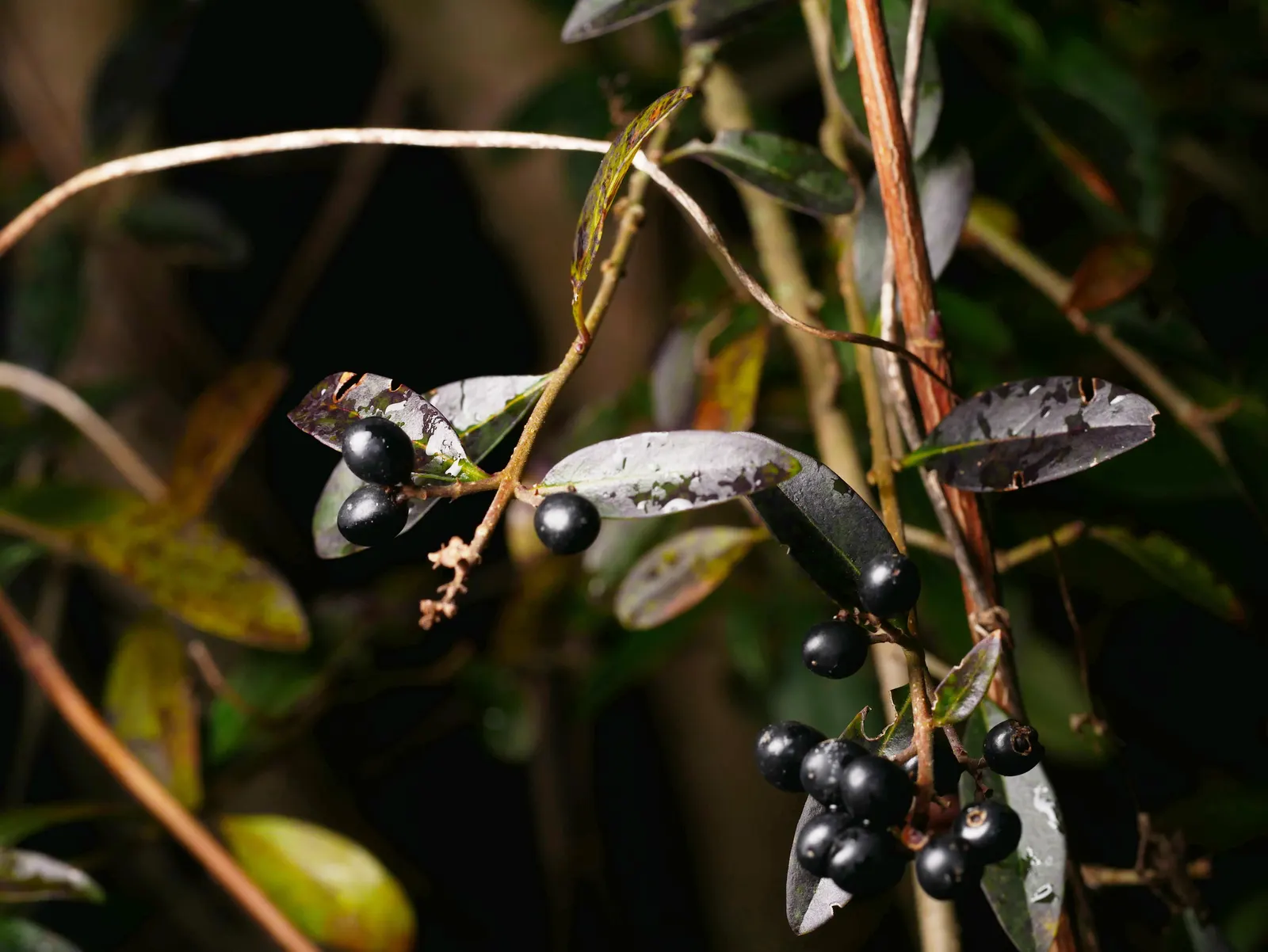 Privet (Ligustrum Vulgare) — Following the flowering season; this semi-evergreen species thrives in USDA hardiness zones 5 through 8, image 71