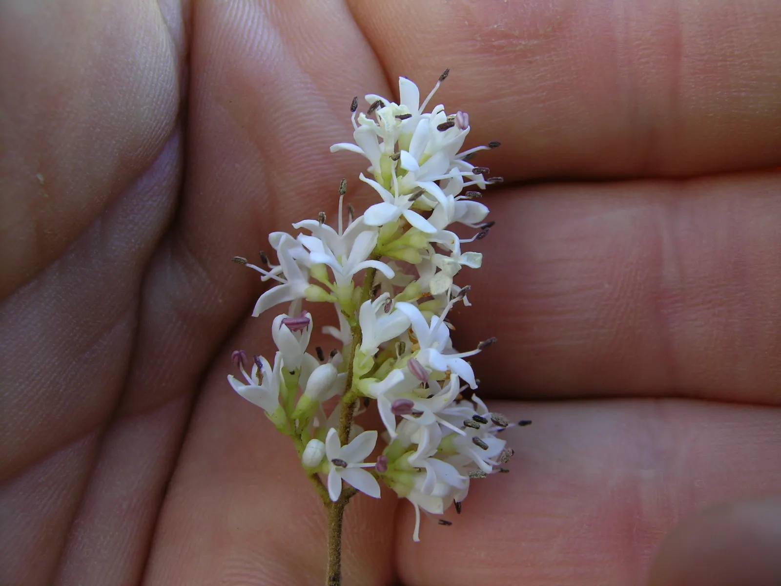 Privet (Ligustrum Vulgare) — Regular pruning is recommended to maintain desired shape and size