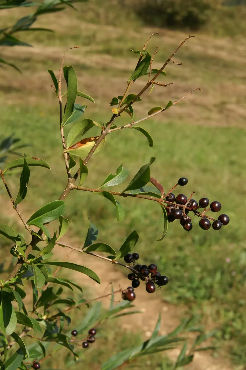 Privet (Ligustrum Vulgare) — with a similar spread of 12 to 15 feet; when planting, ensure they are spaced 2 to 3 feet apart to accommodate their, image 119