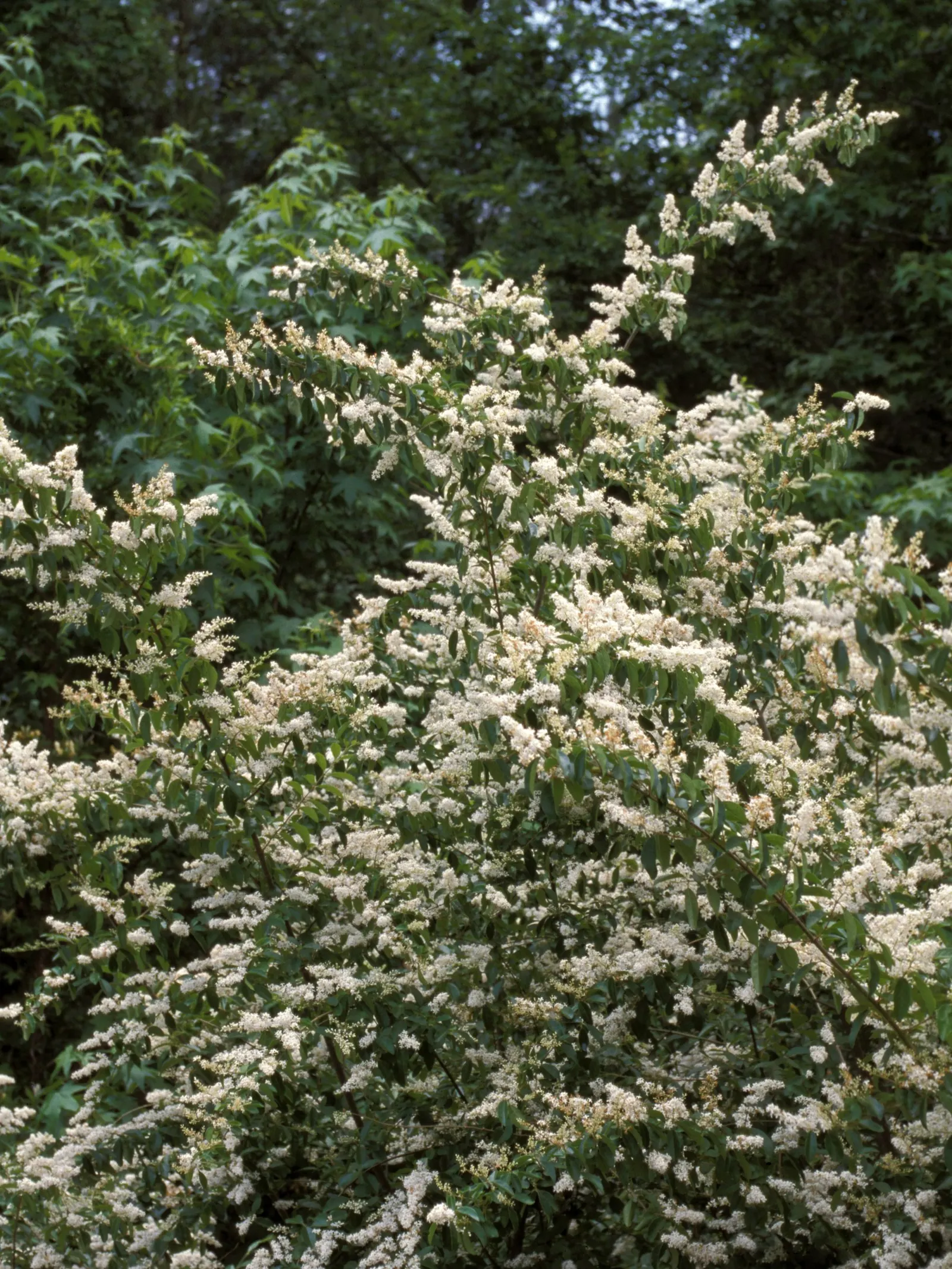 Privet (Ligustrum Vulgare) — scientifically known as Ligustrum vulgare