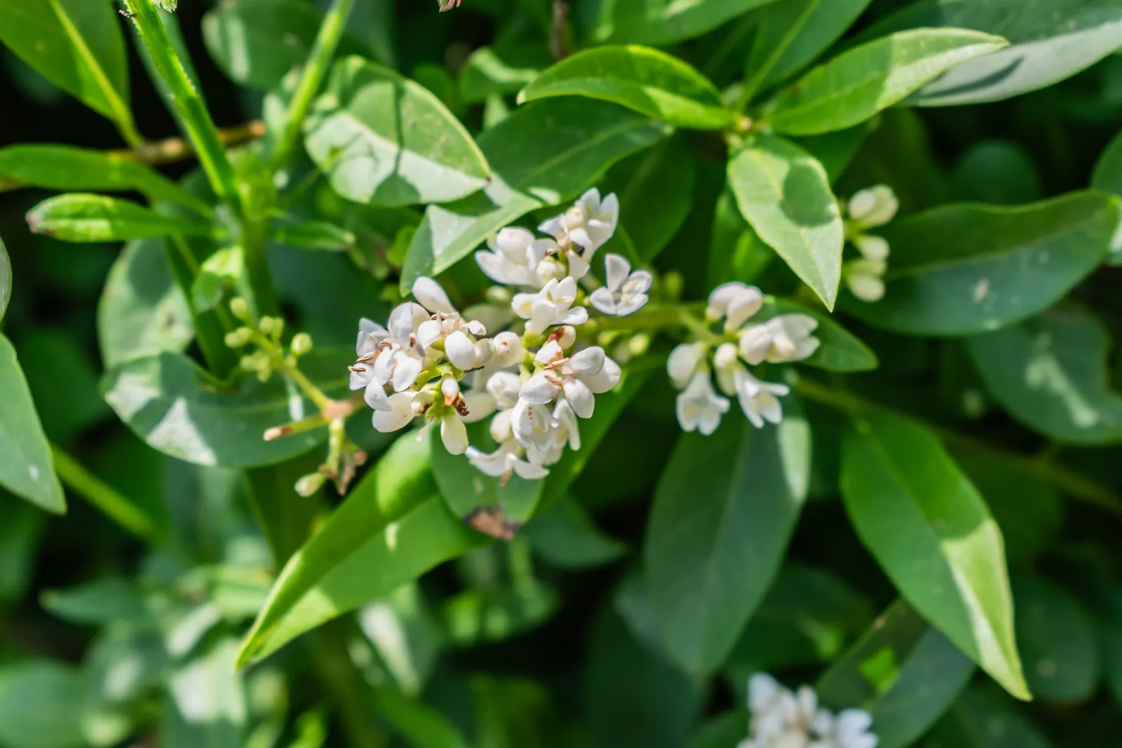Privet (Ligustrum Vulgare) — Adaptable to various soil types, it excels as a hedge or privacy screen, image 32