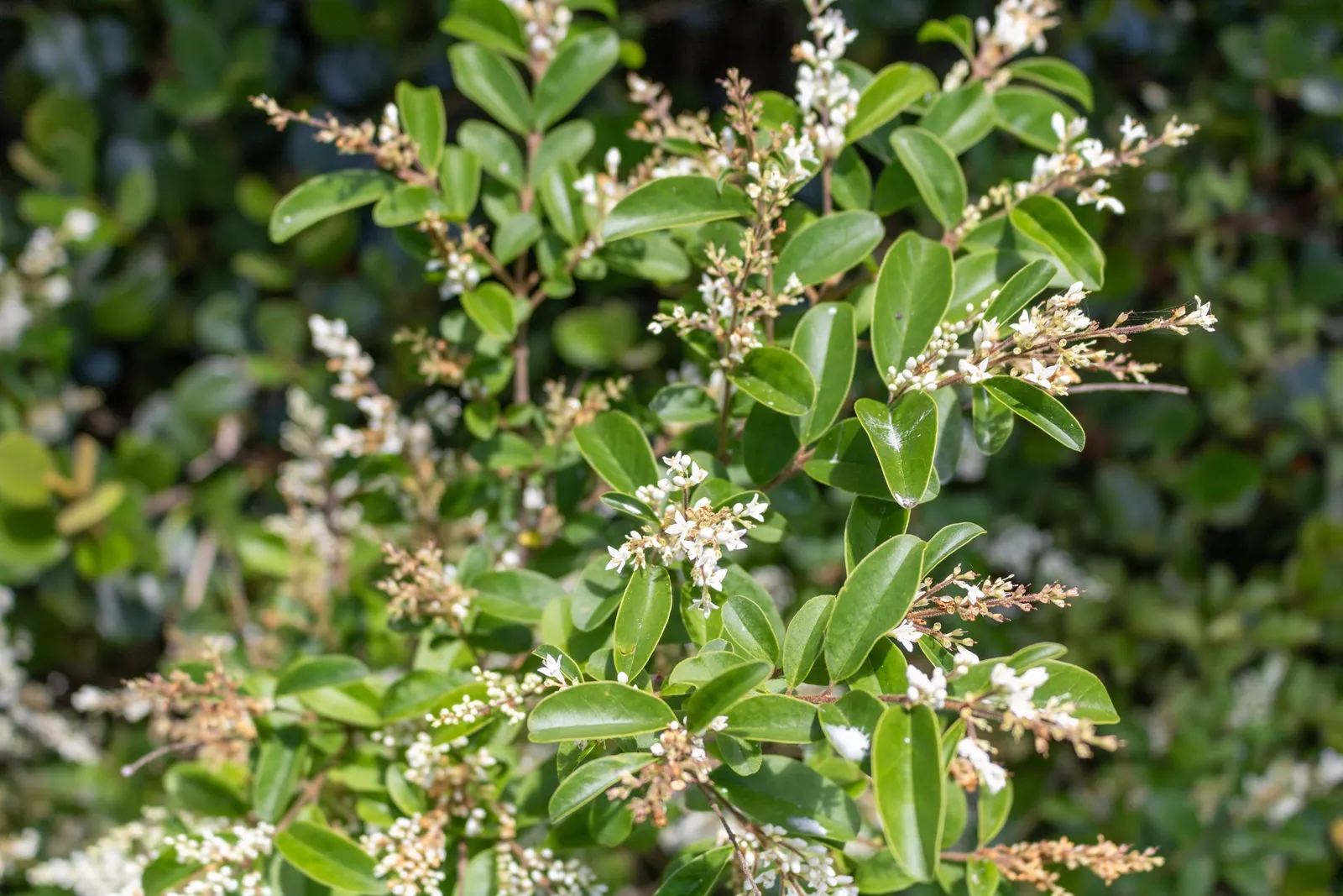 Privet (Ligustrum Vulgare) — which starkly contrast the creamy-white flowers that blossom in late spring; scientifically known as Ligustrum vulgare