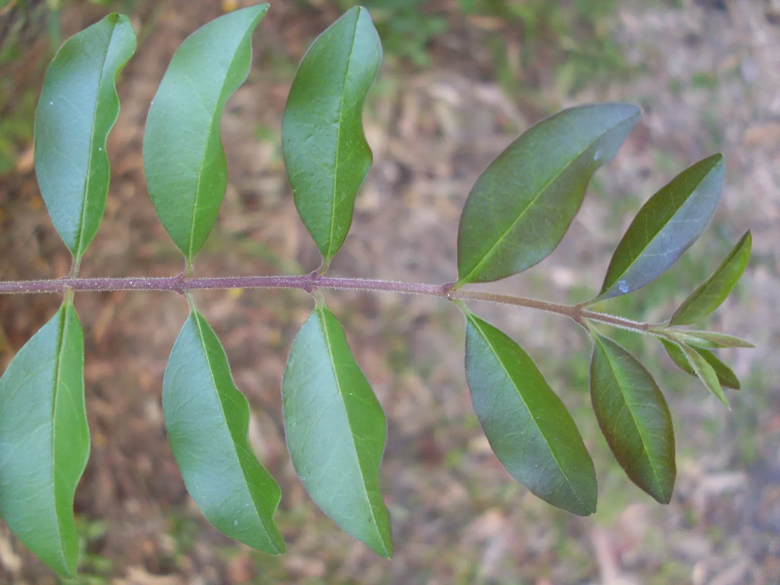 Privet (Ligustrum Vulgare) — Regular pruning is recommended to maintain desired shape and size, image 50