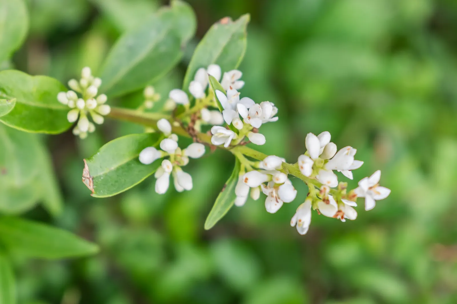 Privet (Ligustrum Vulgare) — small black berries emerge