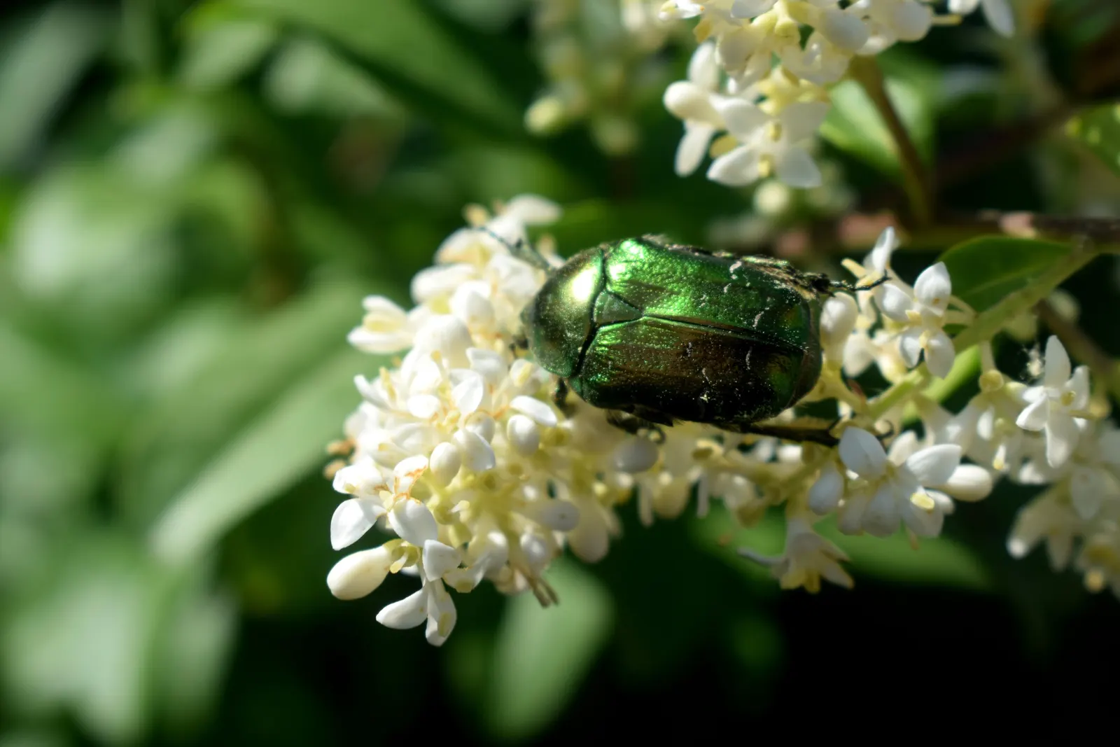 Privet (Ligustrum Vulgare) — while the blackish berries attract wildlife; white flowers in the garden, image 85