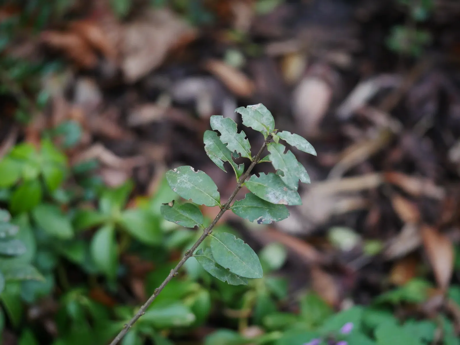 Privet (Ligustrum Vulgare) — Privet (Ligustrum vulgare) is a versatile shrub; while the blackish berries attract wildlife, image 55