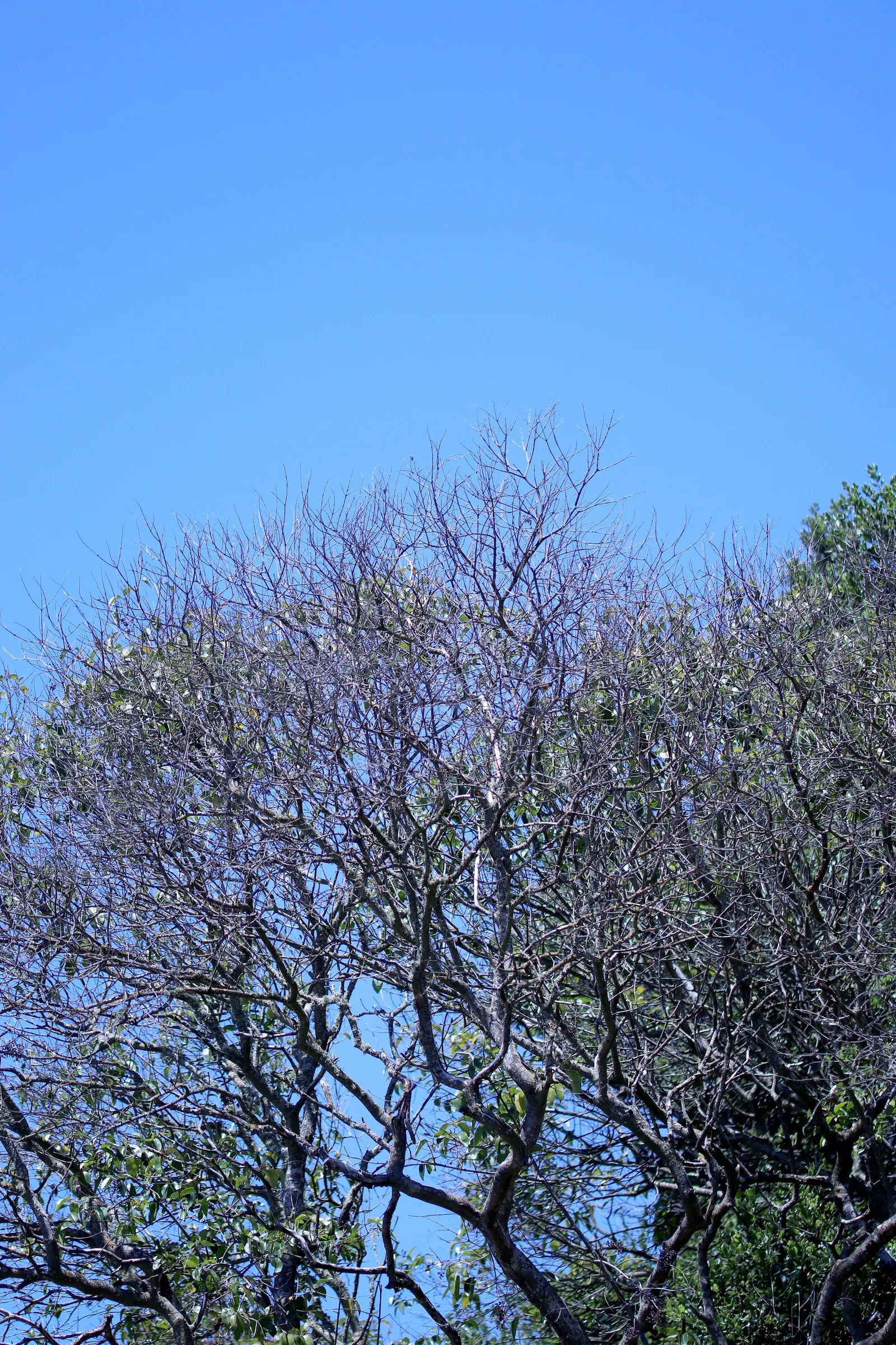 Privet (Ligustrum Vulgare) — Mature privets typically reach heights of 12 to 15 feet; which starkly contrast the creamy-white flowers that blossom, image 64