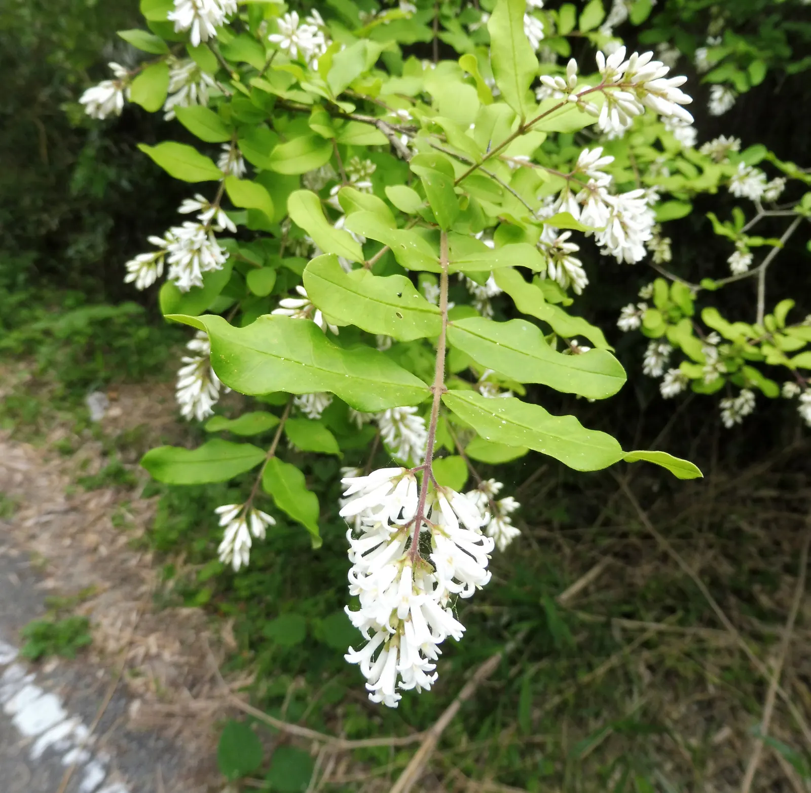 Privet (Ligustrum Vulgare) — Adaptable to various soil types, it excels as a hedge or privacy screen, image 167